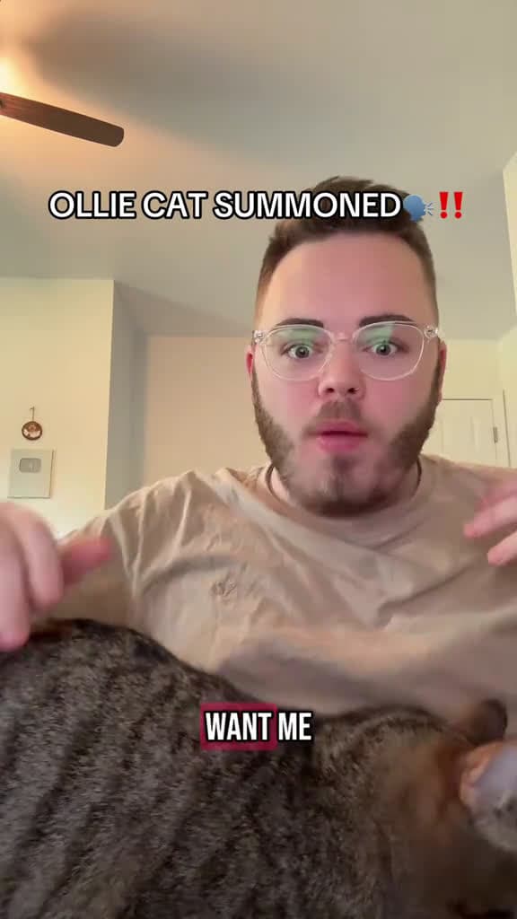 cover for OLLIE CAT SUMMONED!! 🗣️‼️ #catsoftiktok #cats