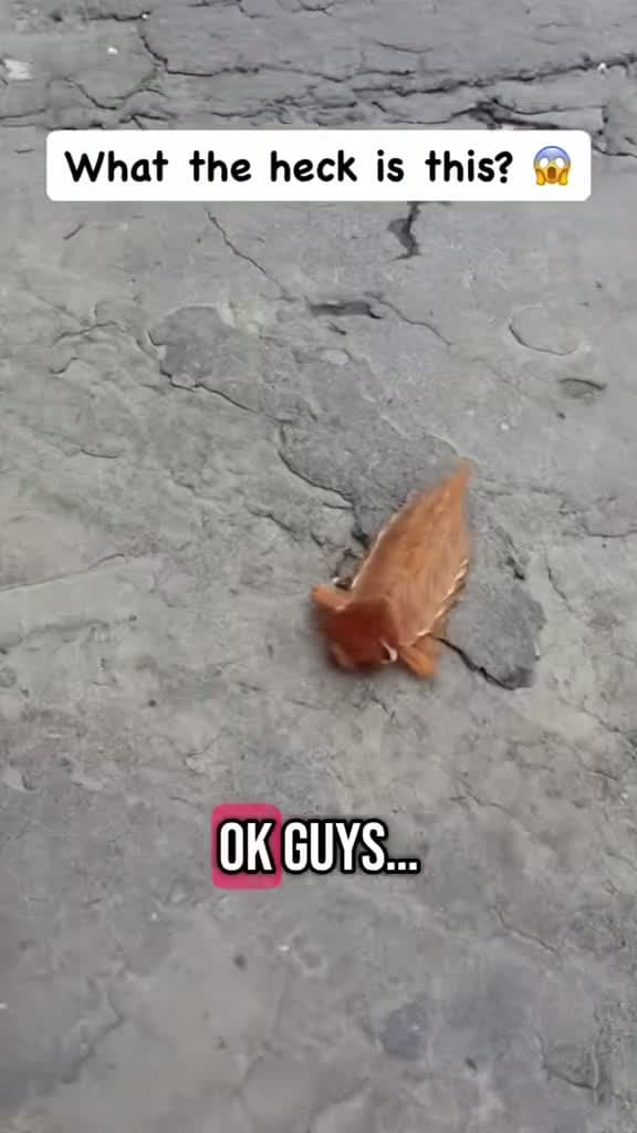 cover for Can you guess what THIS creature is? 🐾 #weird #viral #mystery