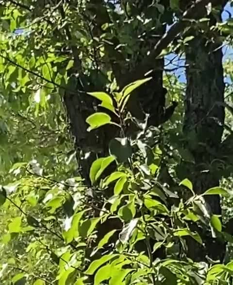 cover for Spotting a rare mystery woodpecker in California! 🐦🌲 #Woodpecker #BirdWatching #CaliforniaWildlife