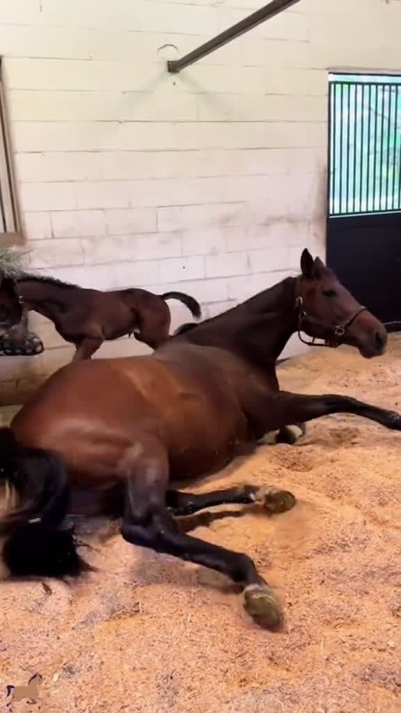 cover for Horse fart. horse horsesoftiktok fyp lol fart viral funny funnyvideos foryoupage usa usa u 23595 #trend