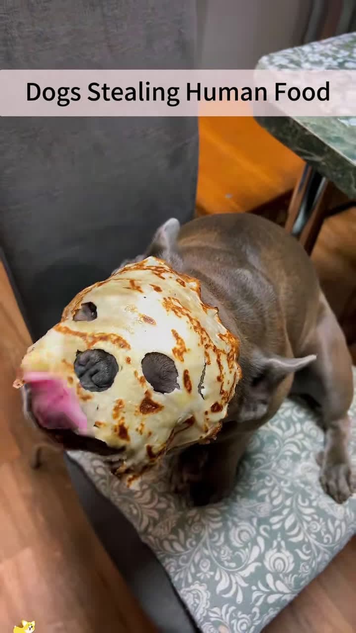 cover for Sneaky pup steals the snack! 😂🐶 #funnydogs #doglover #petantics