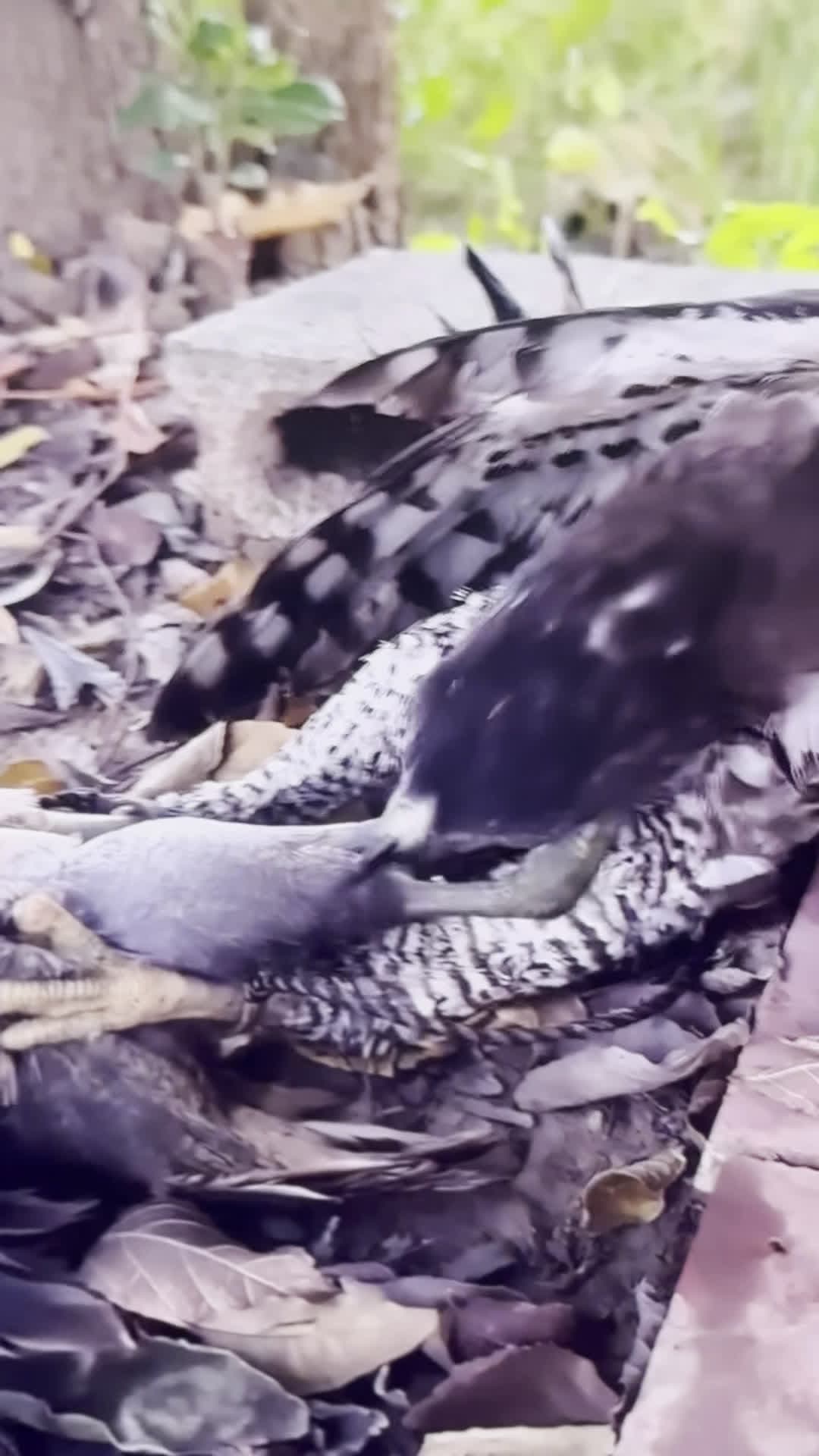 cover for Bird try to eat other bird