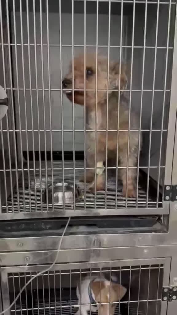 cover for URGENT Dog Blood Donor Needed for Princess Our beloved dog Princess, 11 years old, has been diagnosed with hypovolemia (low blood volume) and urgently needs a canine blood don
