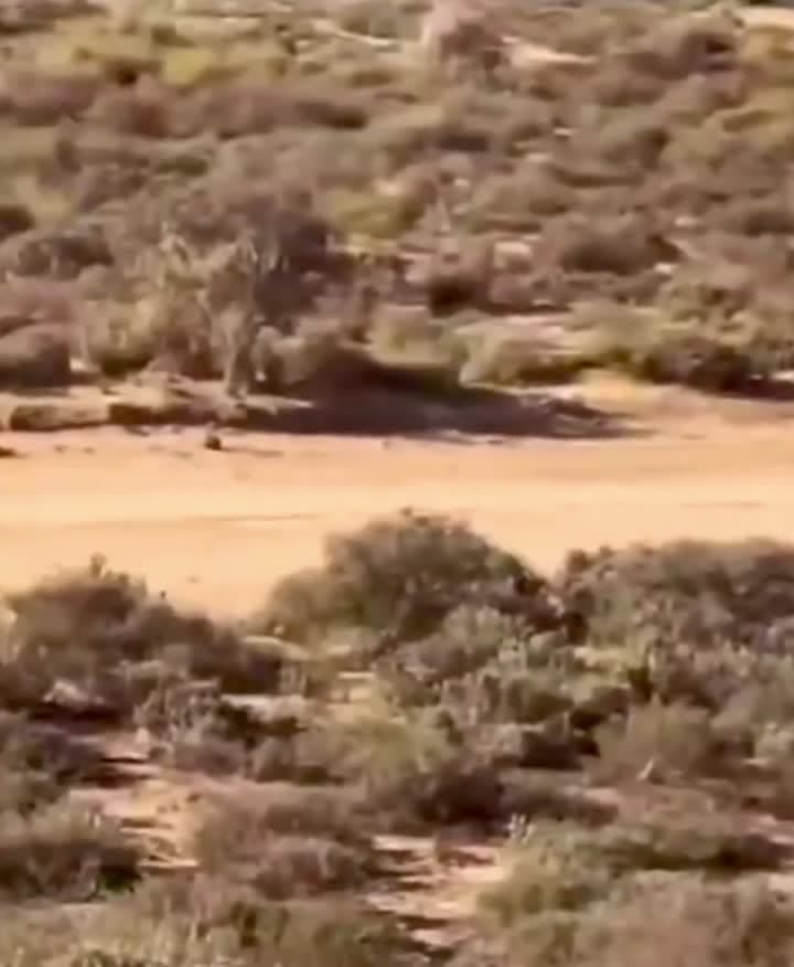 cover for Cheetah hits the brakes—lets dinner come to him! 🐆 #WildlifeMoments #Cheetah #Nature