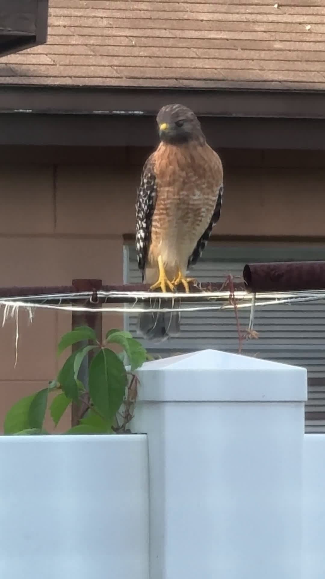 cover for Red-shouldered hawk stares through my bathroom window—had to capture this wild moment! 🦅👀 #BirdWatching #NatureLovers #Wildlife #Hawk