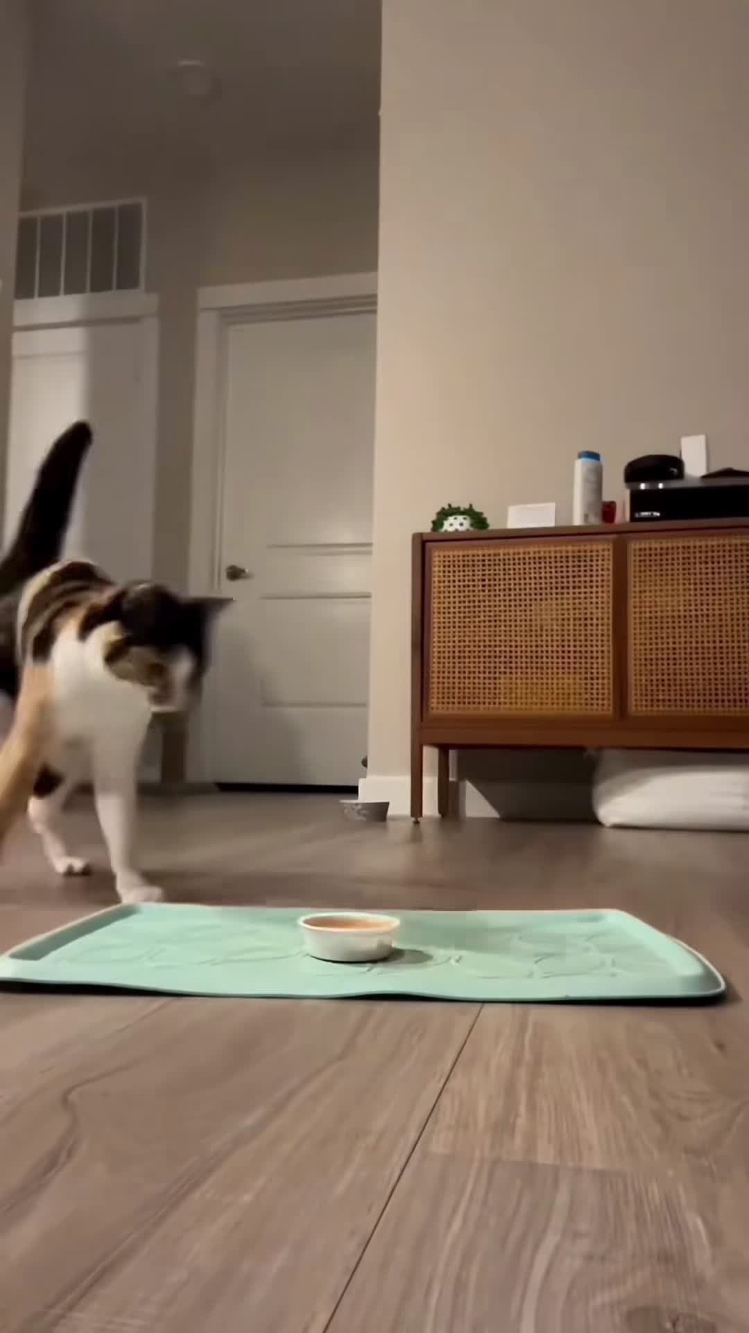 cover for Cat core #cat #catlover #funnycat #rescuekittens #catbehavior