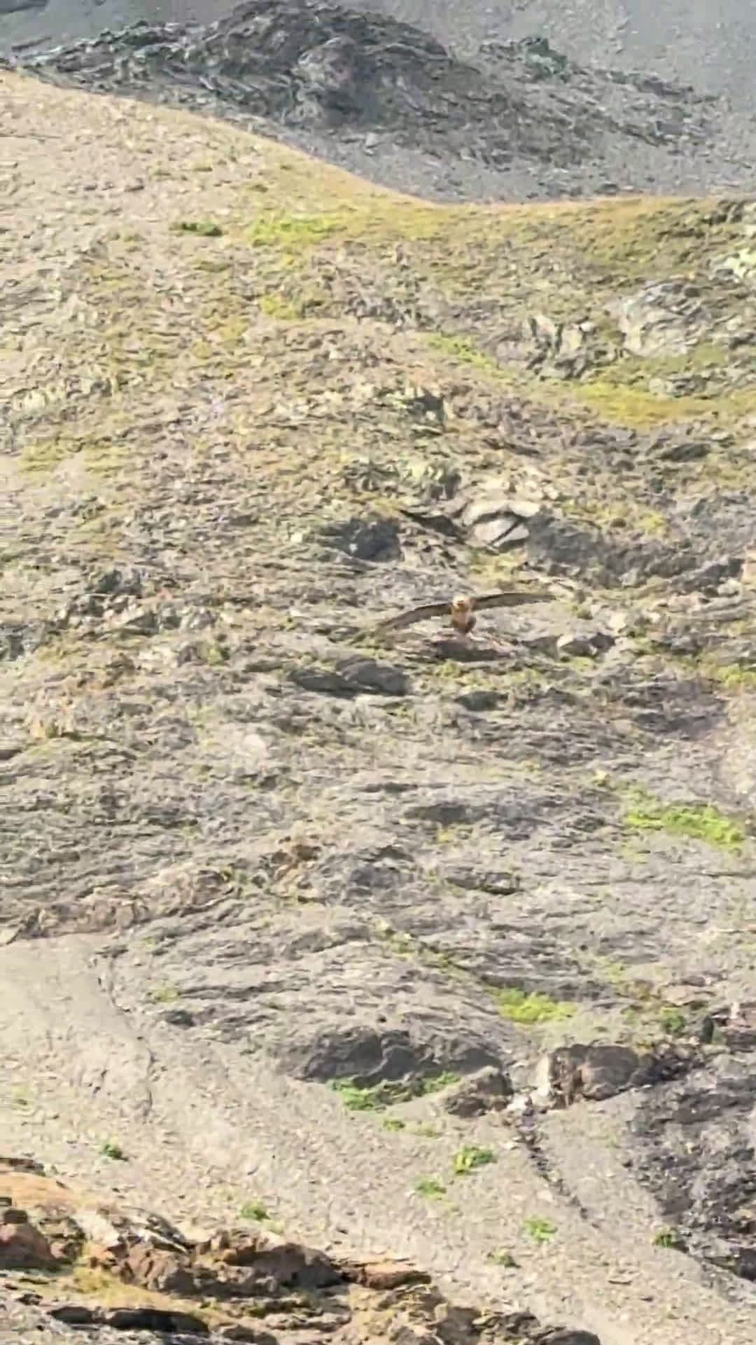 cover for Spotted a mysterious alpine bird near Vallorcine, circling closer with each pass—can you ID it? 🐦 #BirdID #Alps #NatureLovers #BirdWatching