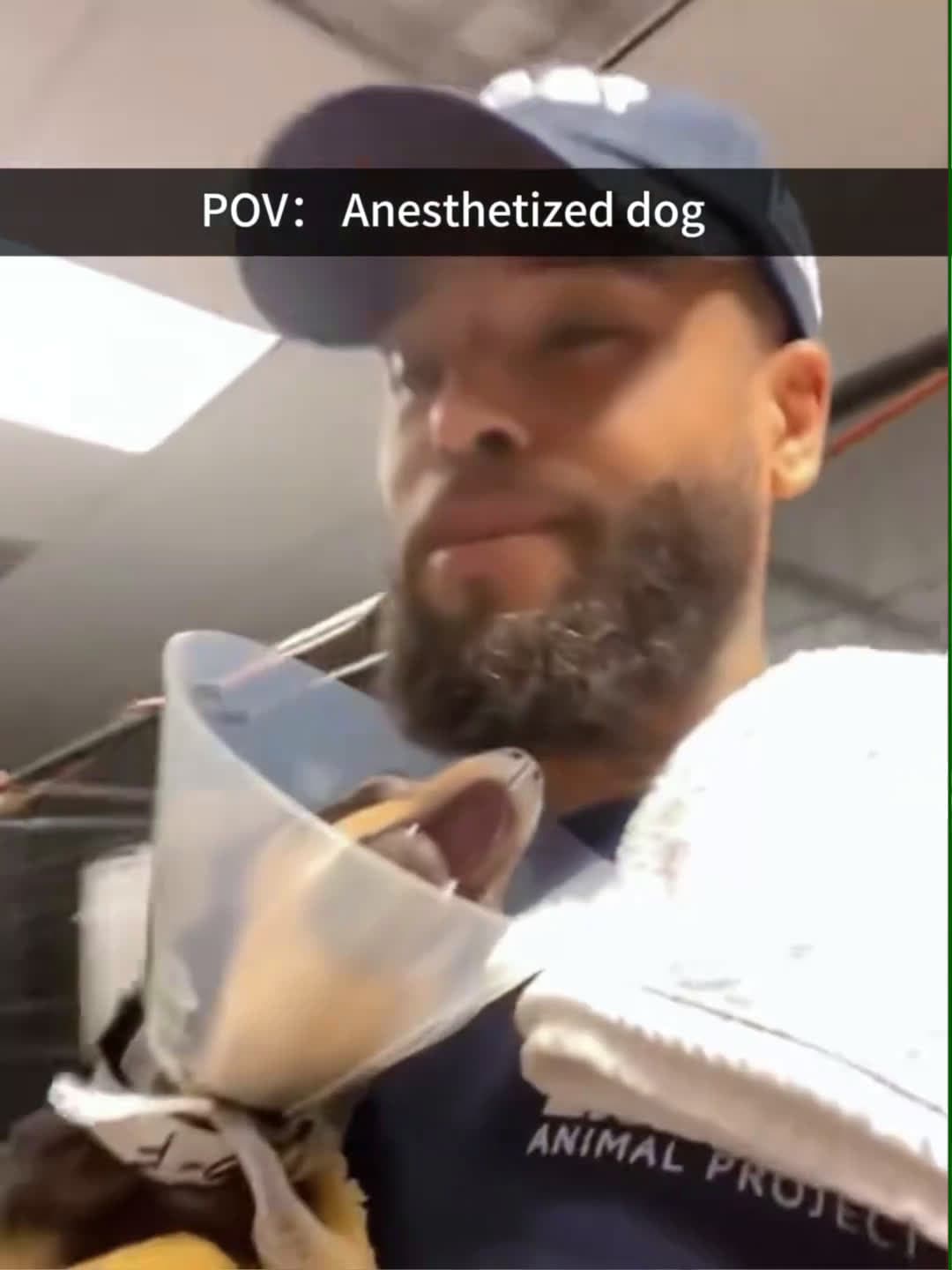 cover for Anesthetized dog#dog#funny#funnyanimals#funnypets#animals #dogsofttik... (2)