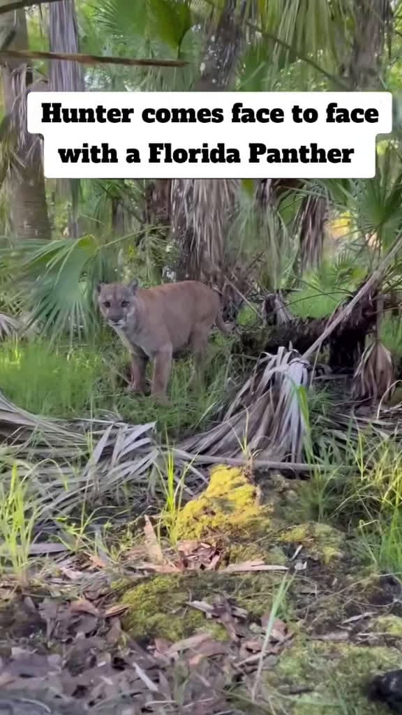 cover for Came face to face with a wild Florida Panther 😱 Would you stay calm? #Florida #Wildlife #Panther #Nature