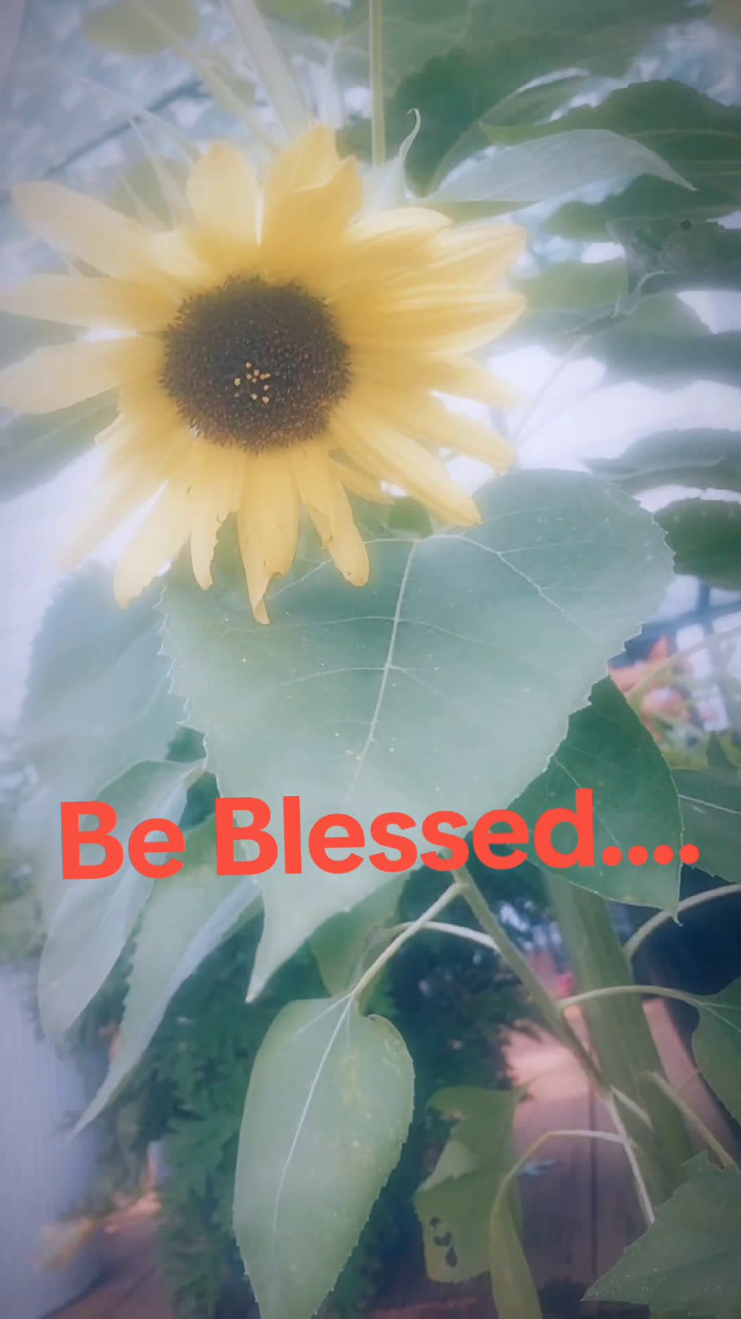 cover for Wake up give thanks #Groovygranny66 #grateful #praiseandworship 