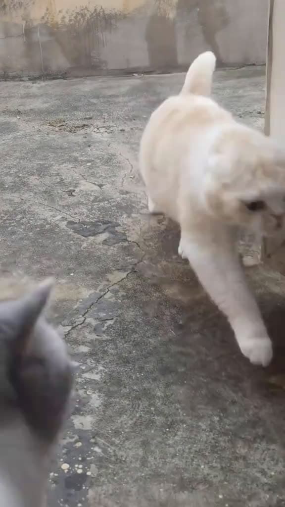 cover for Cats are very afraid of the cold cat catlover funnycat catsoftiktok 76906 #america