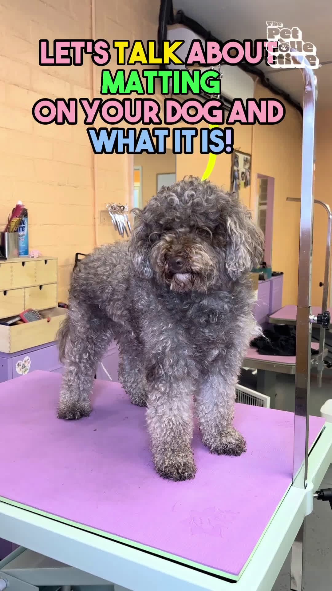 cover for Dog Matting Transformation