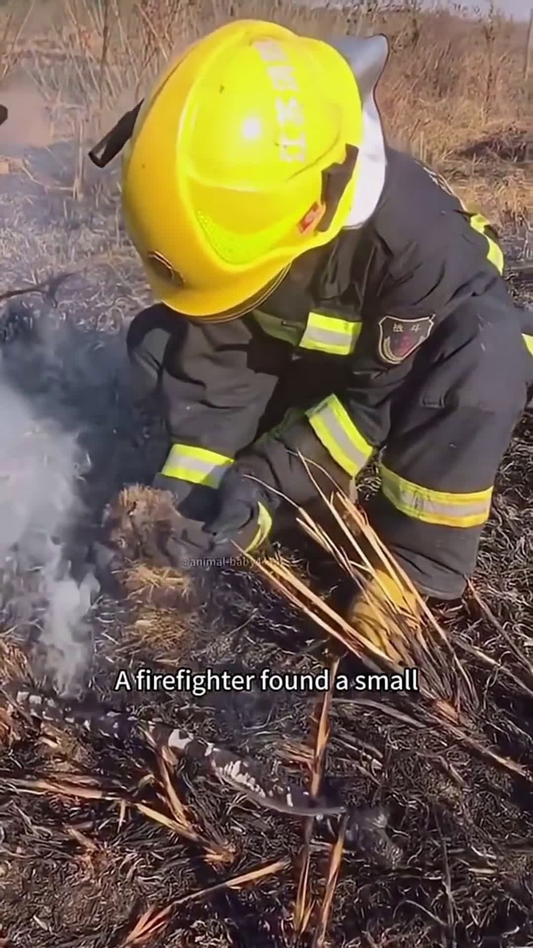 cover for A hedgehog trapped by a big fire #scoopzanimalvideo 