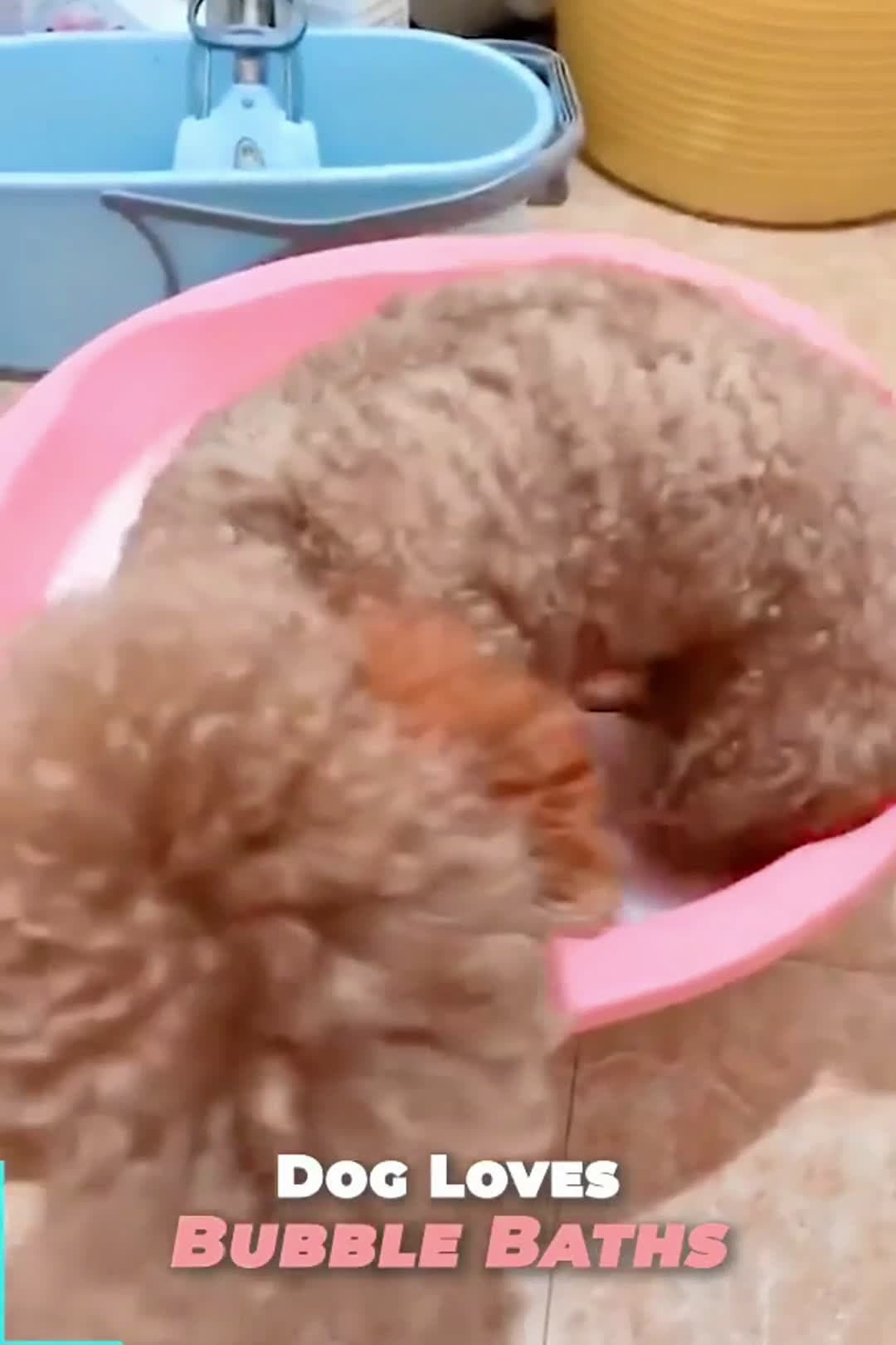 cover for Adorable Poodle Happily Climbs Into Warm Bubble Bath