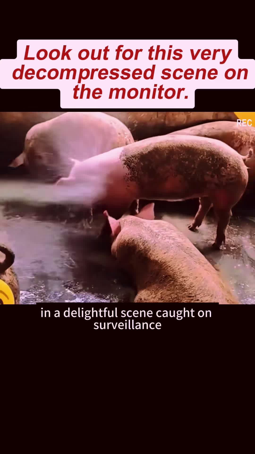 cover for Look out for this very decompressed scene on the monitor. #hog #cleaner #decompressed #animals #foryou #animalsofetiktok 🔥🔥🔥