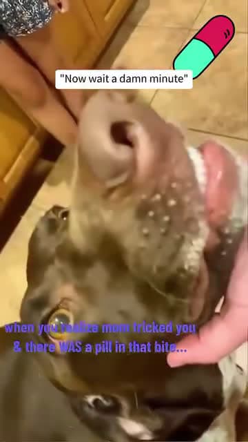 cover for funny dogs Comp episode 338 #funny #pet #animals #funnyanimals #fyp #foryou #dog #dogsoftiktok #funnyvideos # #funnydog_22