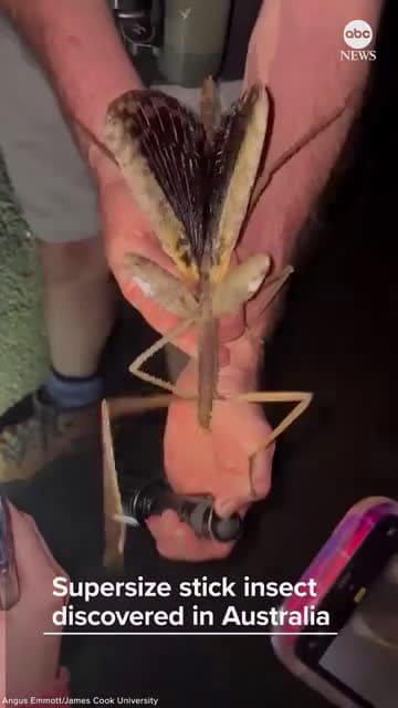 cover for Meet Australia’s giant stick insect—over 15 inches long and possibly the country’s heaviest bug! 🦗 #Australia #Insects #Nature