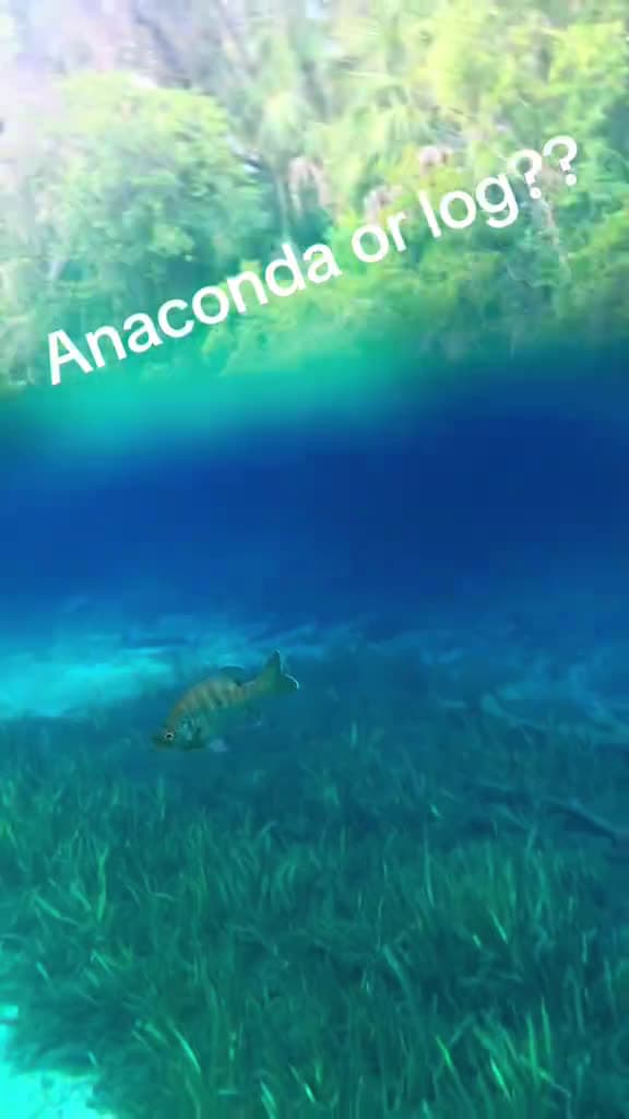 cover for That looks like an anaconda to me! 😅 Real deal in Crystal River, Florida or just a look-alike? #anaconda #florida #crystalriver