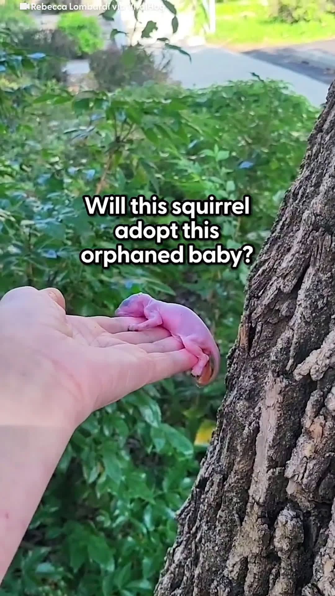cover for Mama Squirrel Adopts Orphaned BabyShe couldn't believe when the mama squirrel finally grabbed the baby 🥰