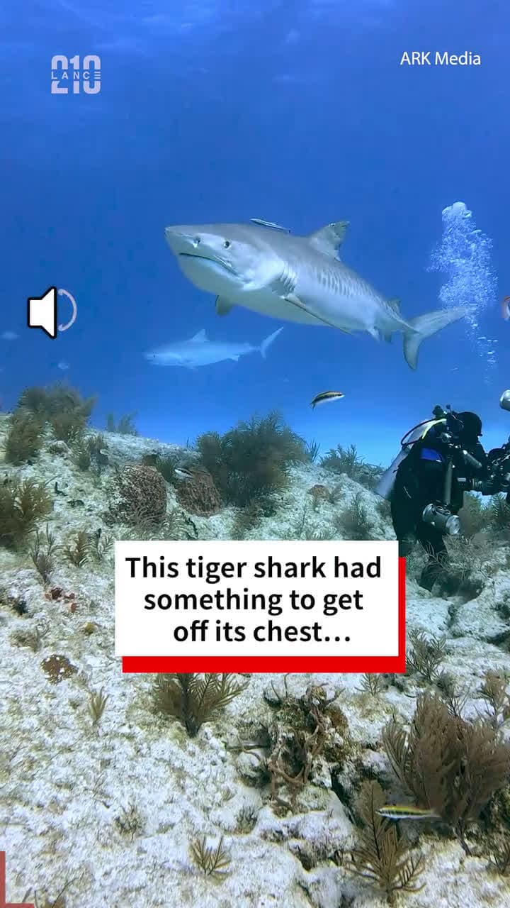 cover for Even sharks get something stuck in their throat... probably a tourist's GoPro#UnpopularOpinion #CaughtOnCamera