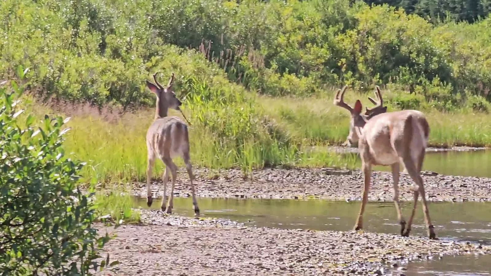 cover for 🔥 Watch a mother moose fiercely charge two white-tailed deer for disturbing her calf! #Wildlife #Moose #NatureMoment