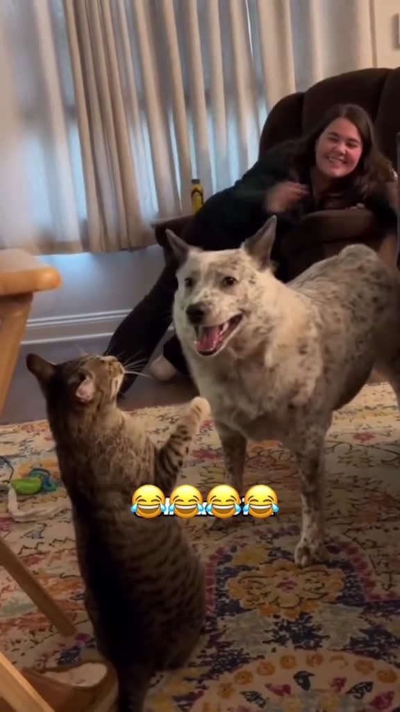 cover for Dog Body Slams Kitten!