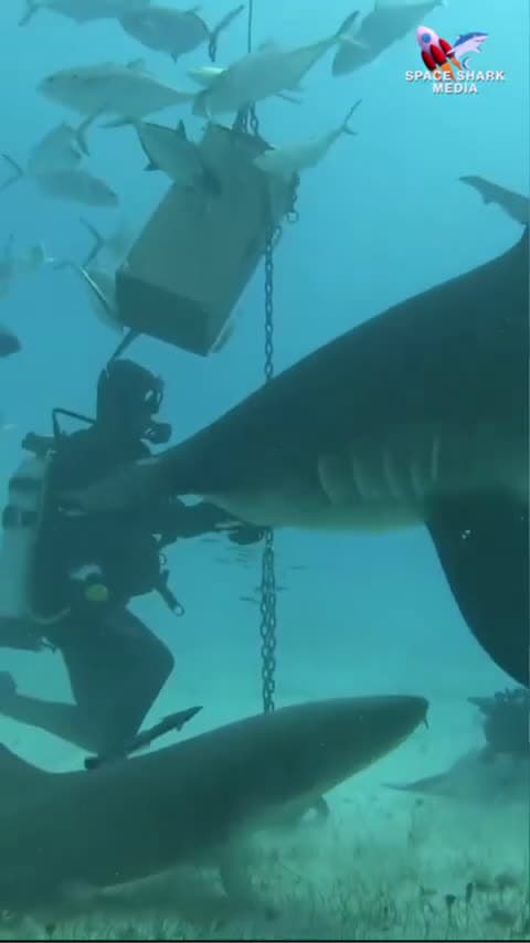 cover for Hammerhead Shark snack #shark #sharks #ocean #explore #nature #adventure Bimini, Bahamas_0408 (2)
