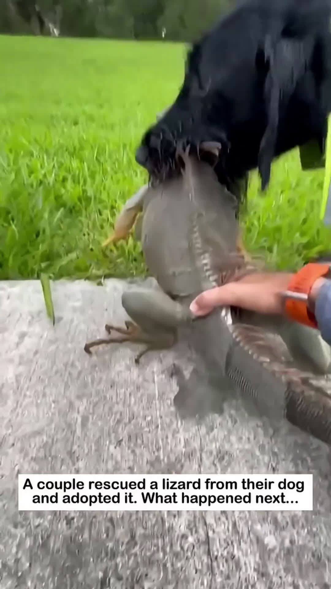 cover for Dude, this iguana is like a cat or a dog. Would you save and keep? #iguana #pet #reptiles #wow #cool #outdoors #rescue #animals #family #outdooradventure #fyp #viral #scoopz 