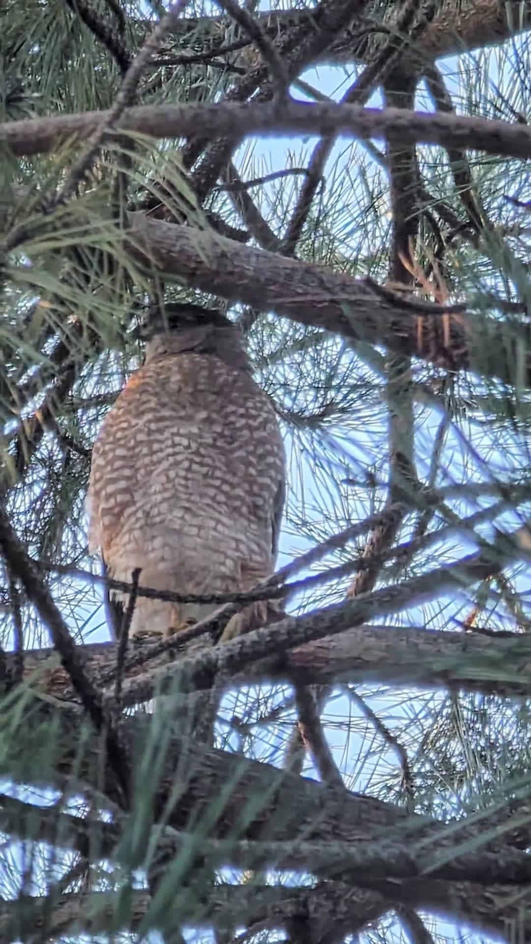 cover for Coopers Hawk stalking my feeders—watch the dramatic standoff unfold 🦅 #CoopersHawk #BirdWatching #FeederDrama #NatureWatch