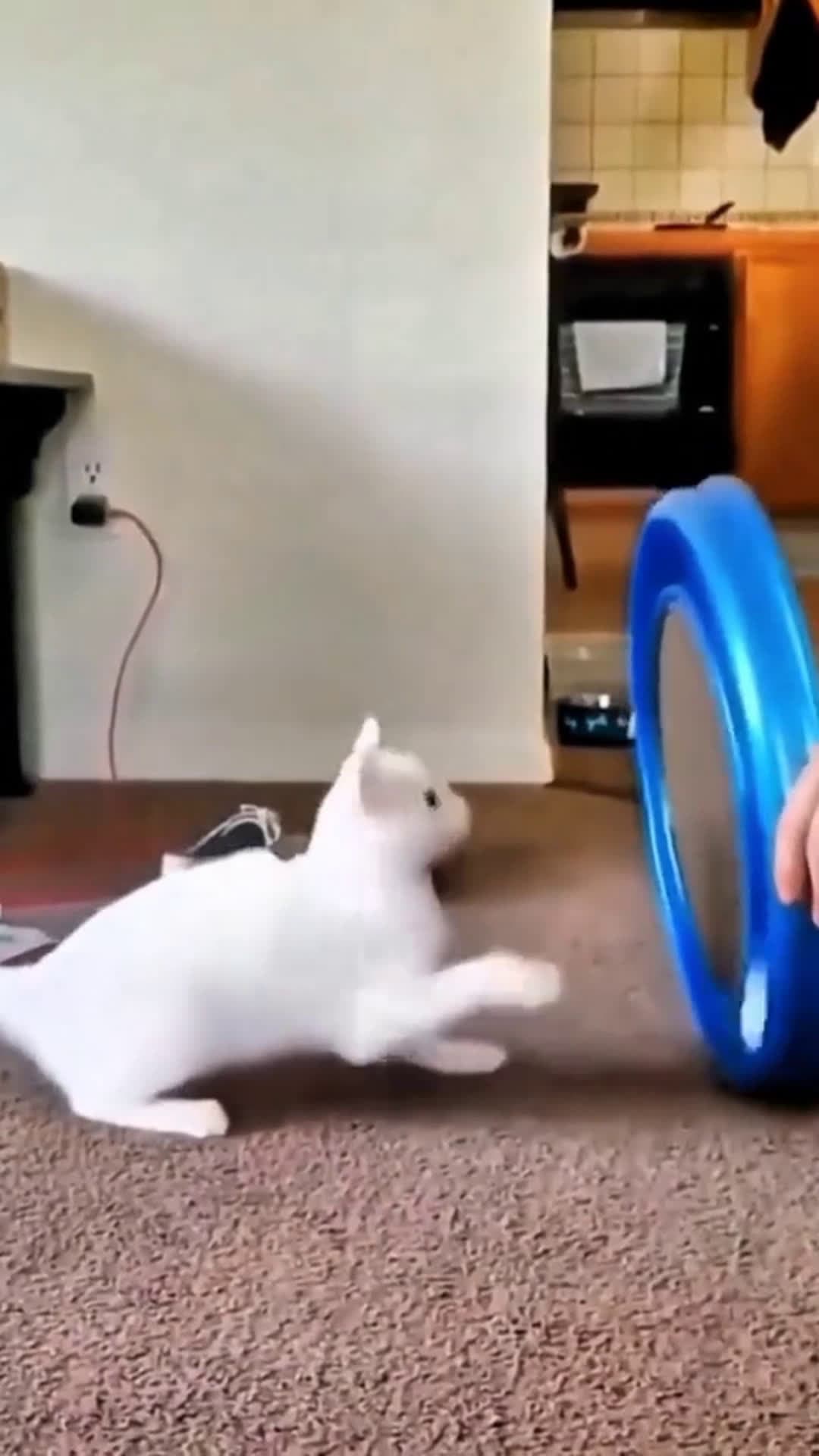 cover for Funny cats😻. #pets #cute #fyp #likes 