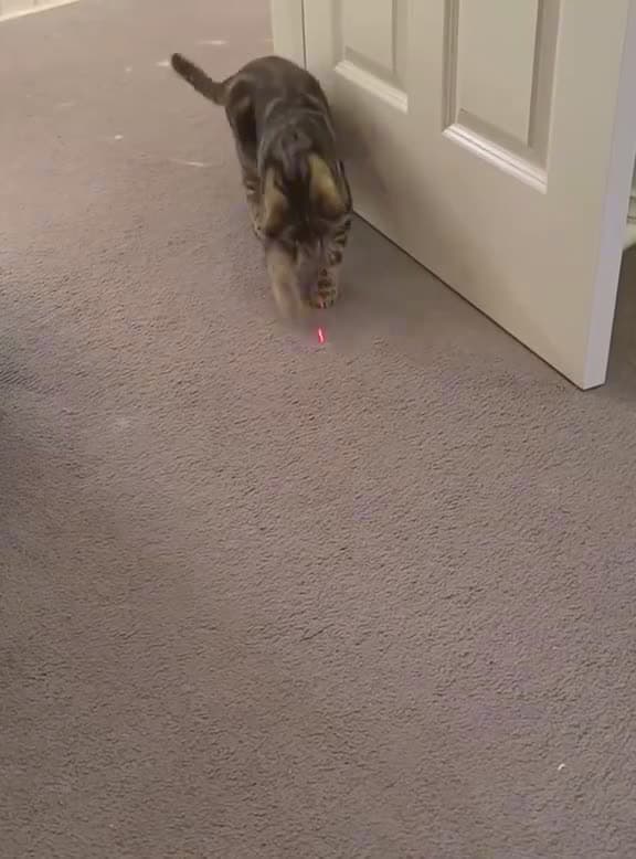 cover for Cat and laser cat funnycat cats funnyvideos fyp 47086 #america