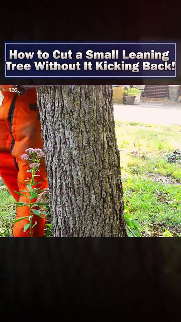 cover for Safe Chainsaw Techniques for Cutting Leaning Trees