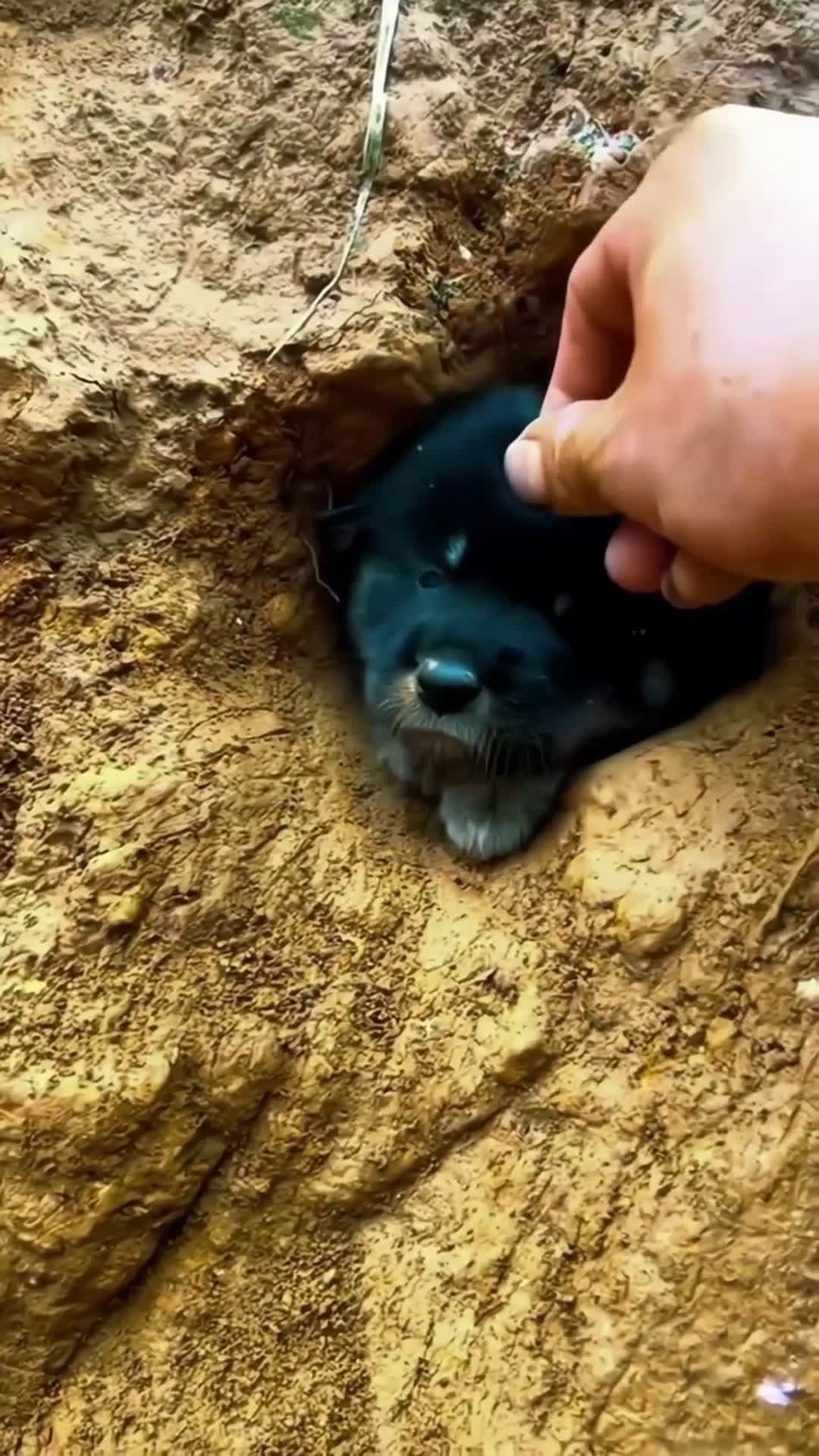 cover for Please support follow me 🥺 #k9training #dog #StarsEverywhere #doglife #dogstraining  #k9 #doglover
