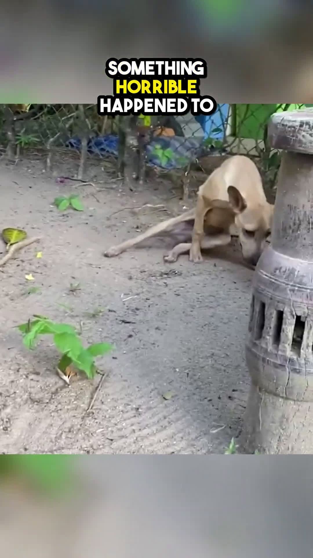 cover for They abandoned this dog because his legs were paralysed😲😢💔