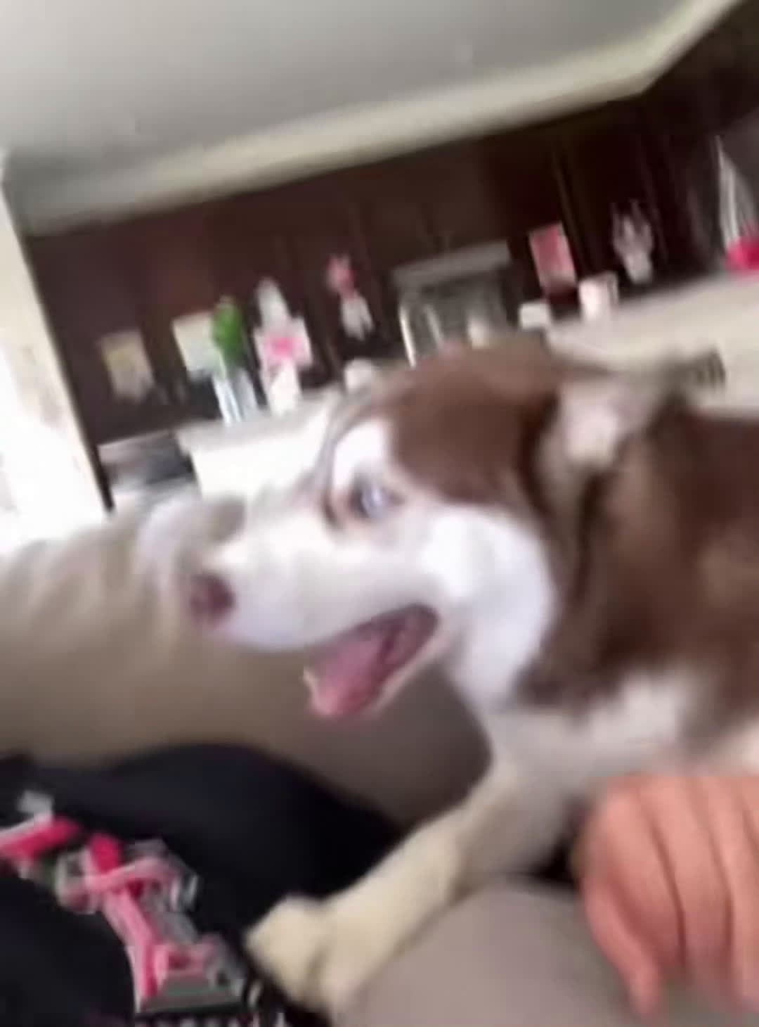 cover for Dramatic dogs #funnydog #dog #fyp #funnyvideos  #dogsoftiktok  #scoopz  #funny   
