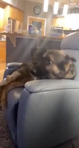 cover for Dog stole dads chair during family game night while dad was in the bathroom