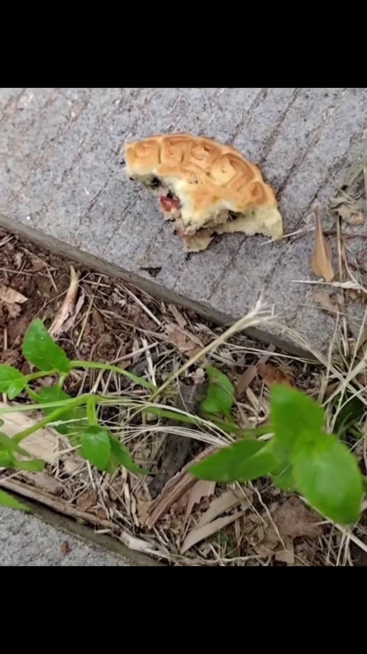 cover for #ant #funny #funnyvideos