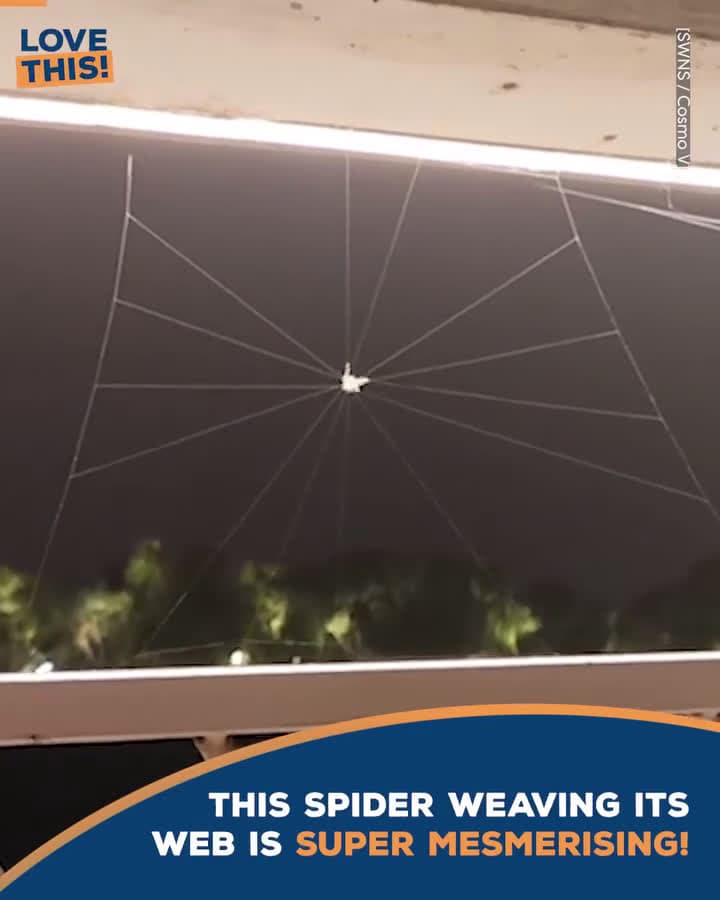 cover for When you spot a spider and your whole day changes 🕷️😱 #Spiders #Surprise #FunnyMoments