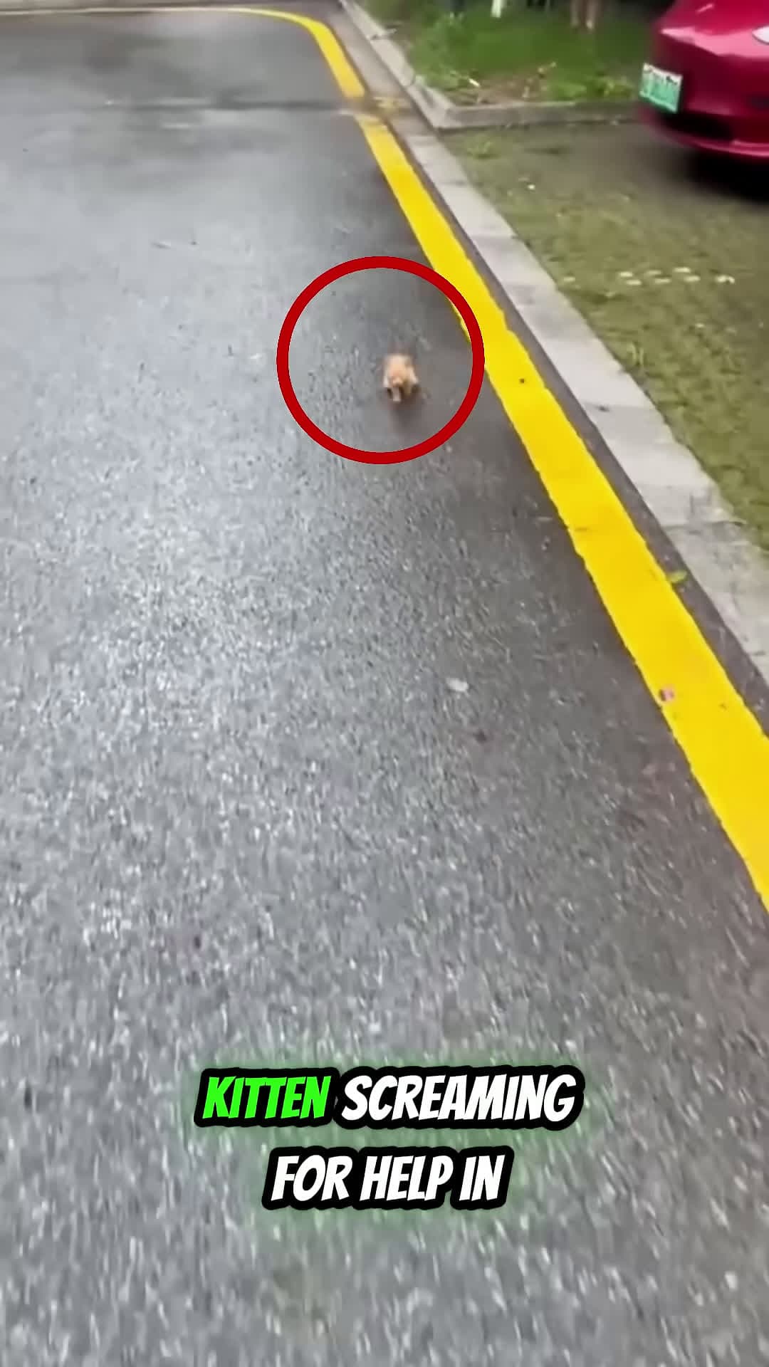 cover for Kitten with Broken Legs After Being Hit by a Car