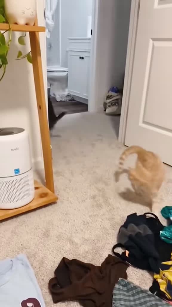 cover for Watch these hilarious cat fails that will make your day! 🐱😂 #funnycats #catfails #petvideos