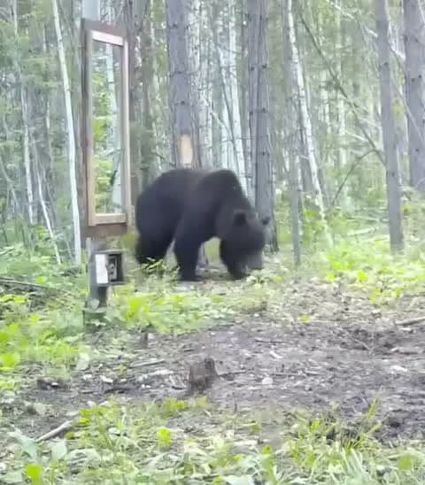 cover for Bear’s hilarious first mirror reaction! 🐻😂 #WildlifeWonder #BearMoment #NatureMagic