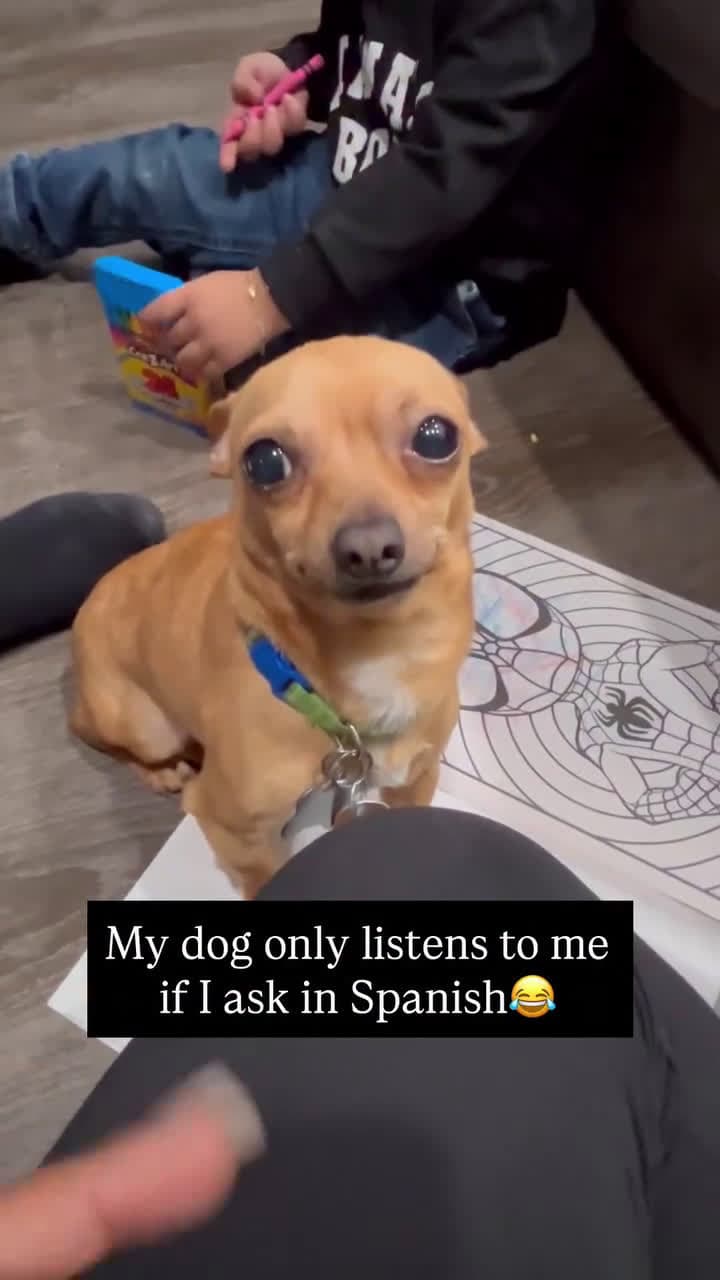 cover for So adorable 🥰 #caughtoncamera #fyp #trending #everyone