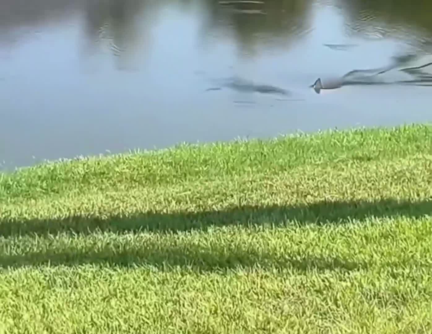 cover for Bullshark in pond in North Florida. Who is swimming next. #bullshark #pond #florida #swimming #predator #fyp #fish #scoopz #viral $