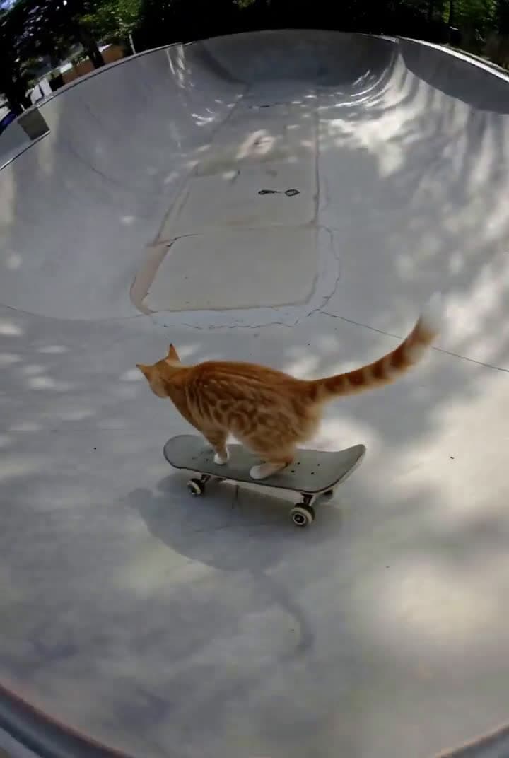 cover for Watch this fearless cat cruise on a skateboard! 🛹🐱 #CatRiding #SkateboardCat #PetAdventures