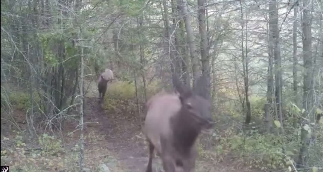 cover for Watch this bull elk up close—absolute chills! 🦌 #ElkHunting #Wildlife #Bowhunting