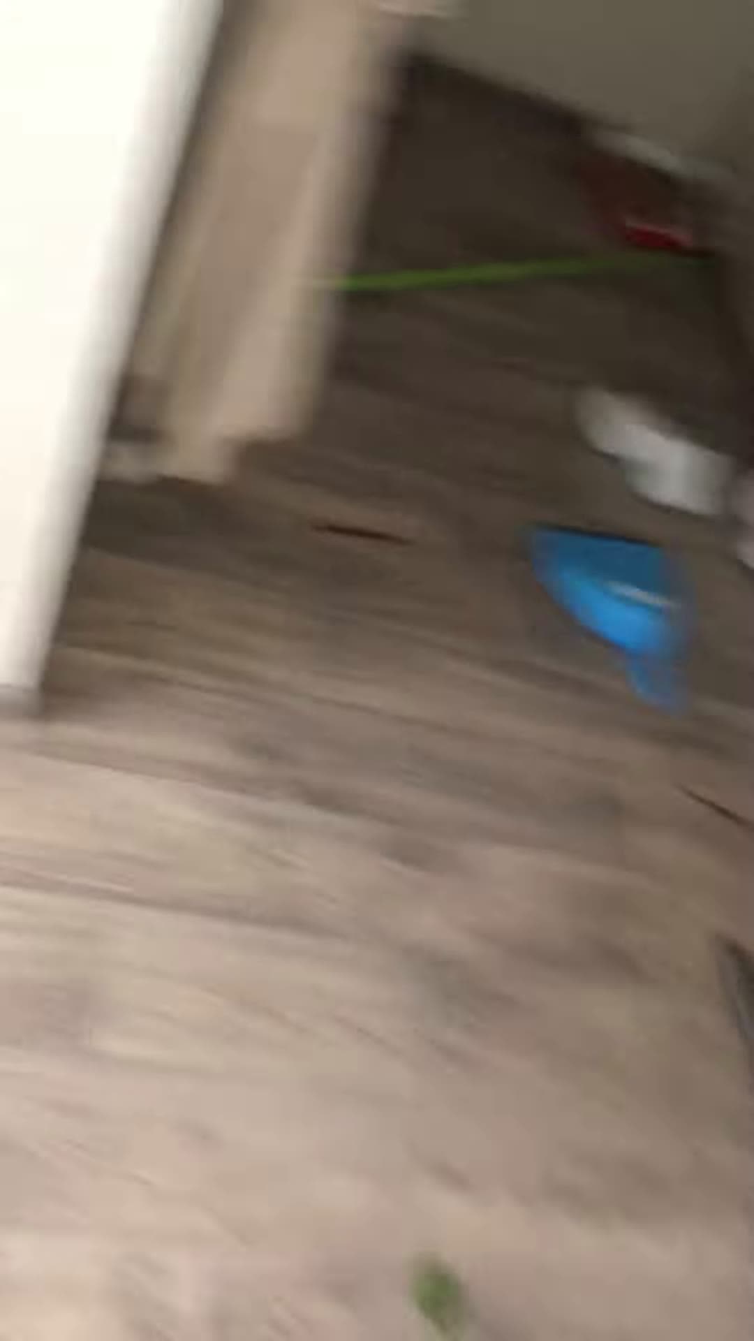 cover for #CaughtOnCamera Owner Picks up His Playful Kitten From the Toilet.
