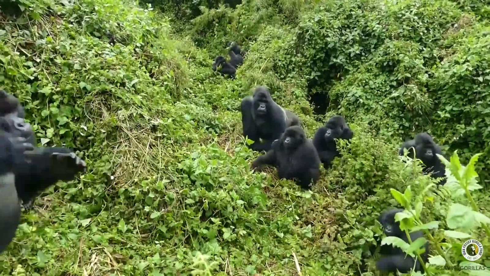 cover for Dramatic gorilla standoff: A last-minute decision changes everything 🦍 #WildlifeDrama #GorillaLife #Nature