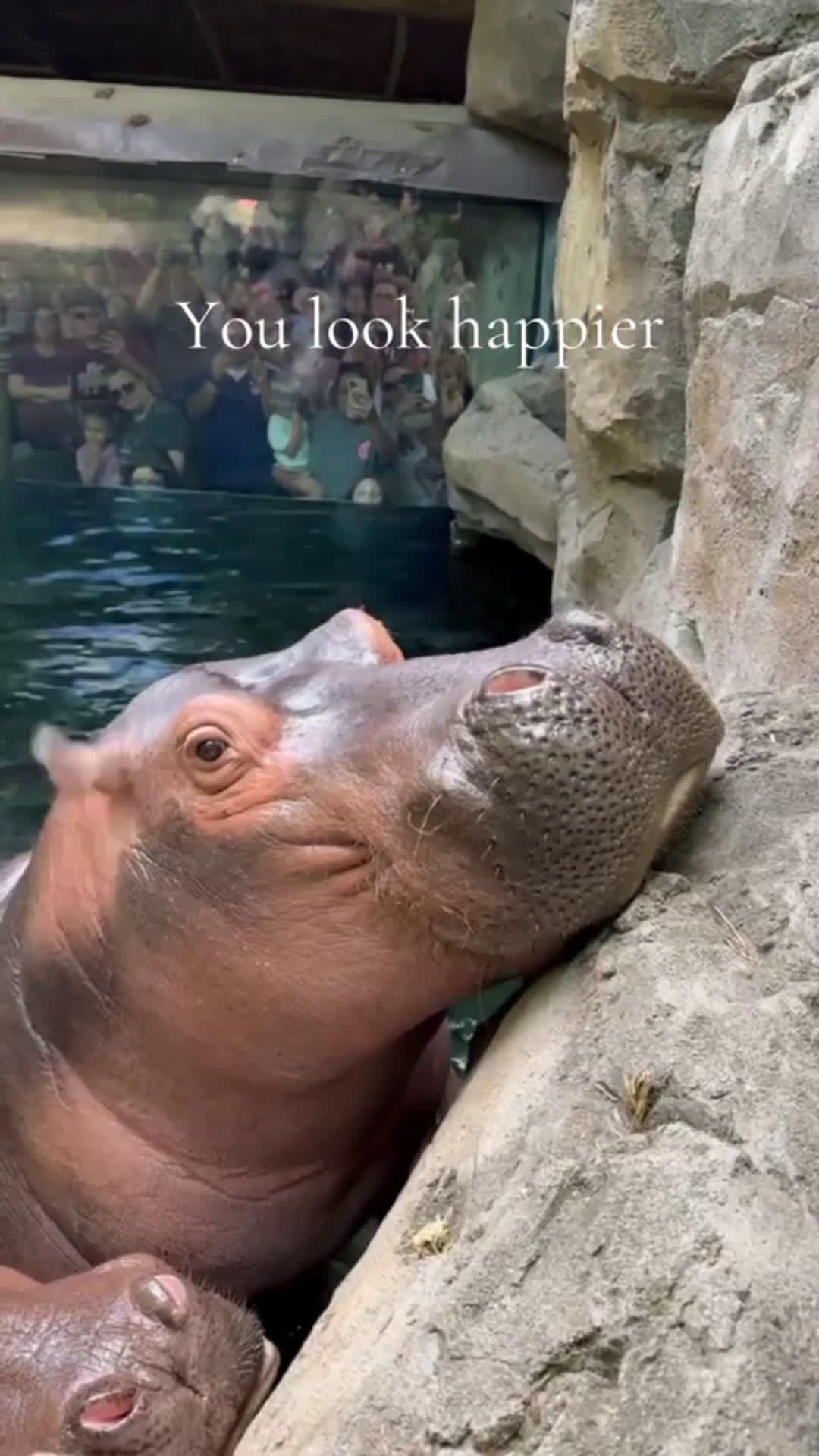 cover for 🥰..#cute #animals #trending #scoopz #foryou #amazing 