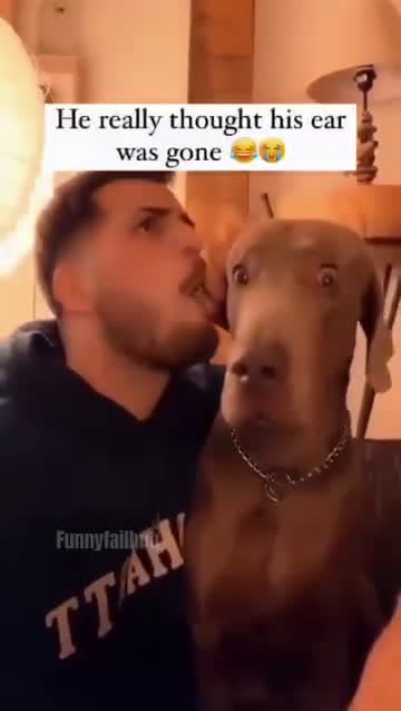 cover for Funny and cute dogs compilation #funnydog #cutedog #dogoftiktok #doglover #dog #dogoftiktok #foryoupage #funnypet #doggo #talkinganimals #foryoupagereels #funnyanimals #foryou 911
