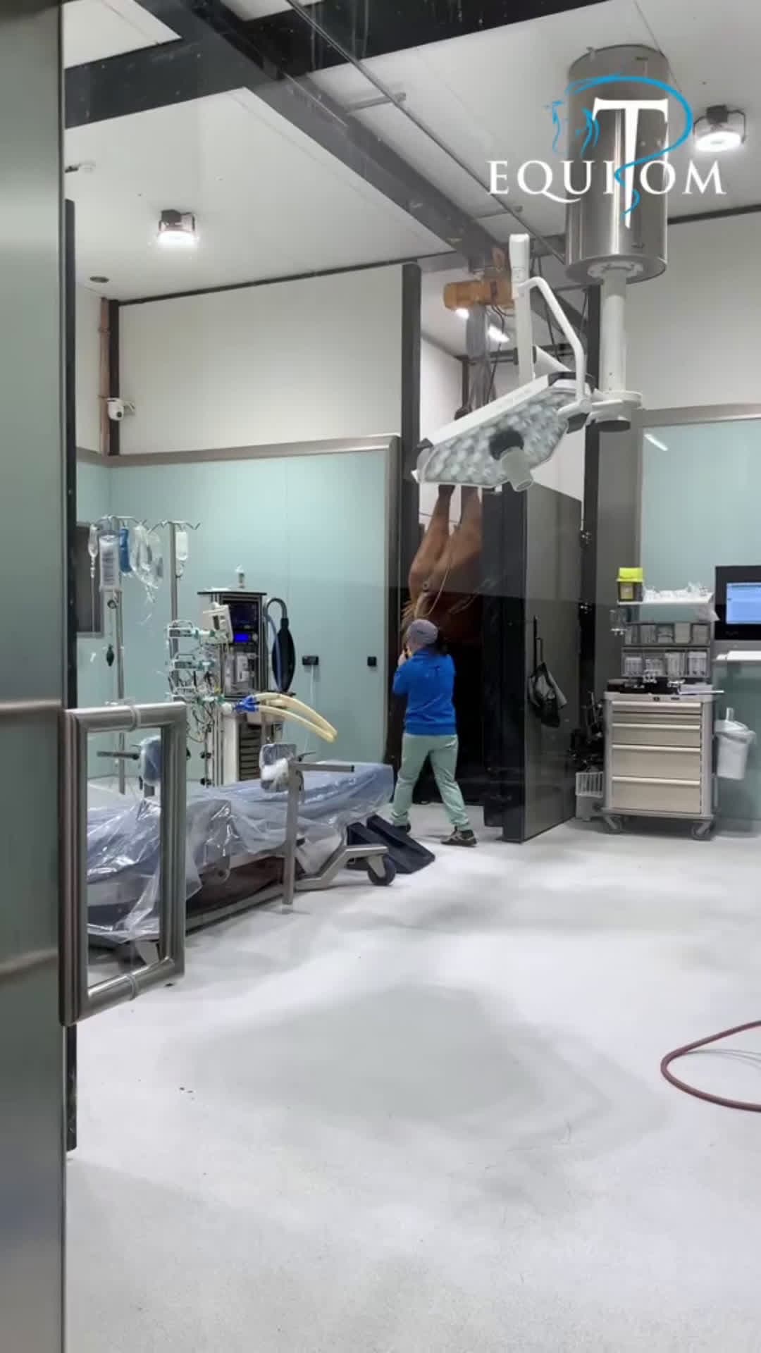 cover for Chronic joint infection This horse was referred to Equitom Namur #EquitomNamur #chirurgieveterinaire #cliniqueveterinair #viral  #viralvideo 